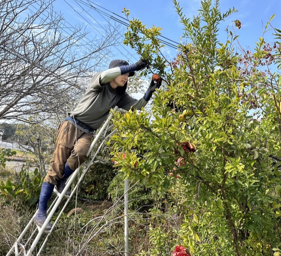 はしごに登って庭木を剪定するようすけ